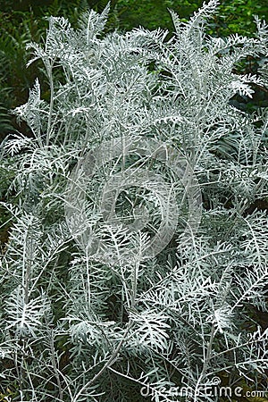 Close-up image of Powis Castle wormwood plant Stock Photo