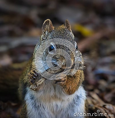 Close up image of a red-tailed squirrel eating a twig in the fall. Stock Photo