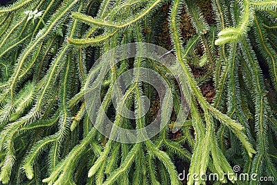 Close up image of Rock tassel fern Stock Photo