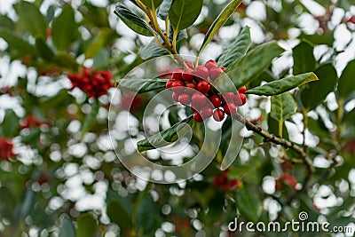 Close-up image of a single tree branch adorned with bright red holly berries Stock Photo