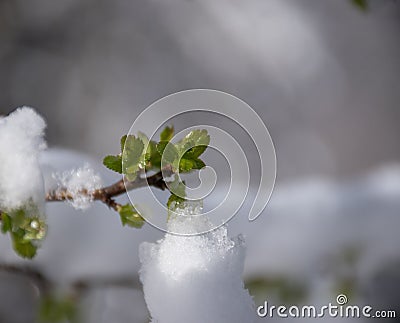 Close up image of a spring budding branch. Stock Photo