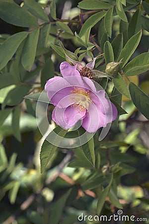 Close-up image of Swamp rose flower Stock Photo