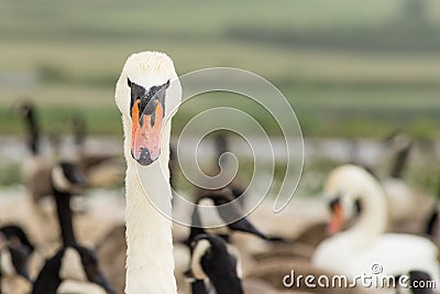 Close-up image of a swan head in a herd of white Mute Swans - Cygnus Olor Stock Photo