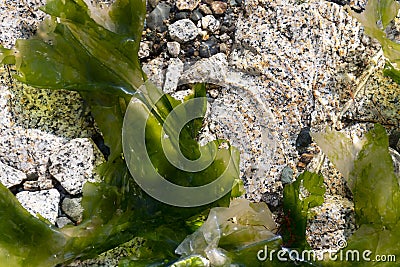 Floating Sea Kelp Close Up Stock Photo