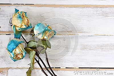 Three Dried Roses Stock Photo