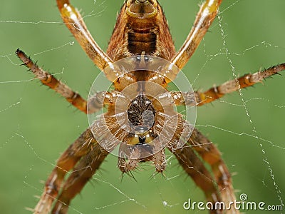 P8110396 close-up underside of a cross orbweaver spider, Araneus diadematus, on web cECP 2014 Stock Photo