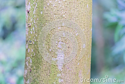 Close-up image of a unique tree trunk with intriguing, animal-like bark patterns in a forested area, emphasized by Stock Photo