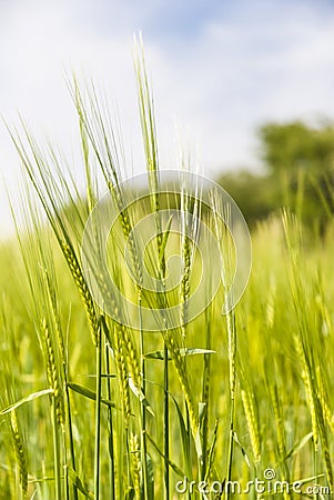 Barley Stalks Stock Photo