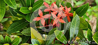 Vibrant Red Ixora Flowers in Full Bloom Stock Photo