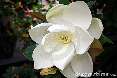 Close-up Image of a white southern magnolia blossom, the Louisiana state flower Stock Photo