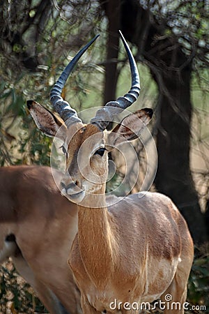 Close up of an impala Stock Photo