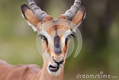 Close-up of an Impala Stock Photo