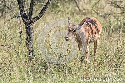 Close-up of an impala ewe walking Stock Photo