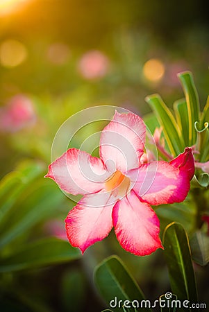 Close up of impala lilly Stock Photo