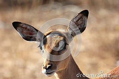 Close-up of impala Stock Photo