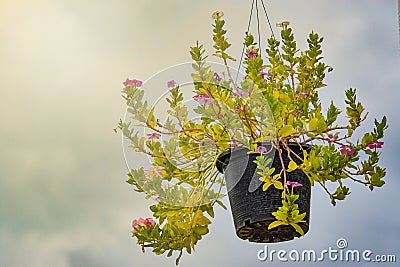 Close-up of Impatiens walleriana flowers in black plastic pot hanging on rack in garden. fresh Impatiens walleriana flowers on Stock Photo