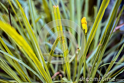 Close up of Indian lemon grass or Cymbopogon grass or lili chai in a pot Stock Photo