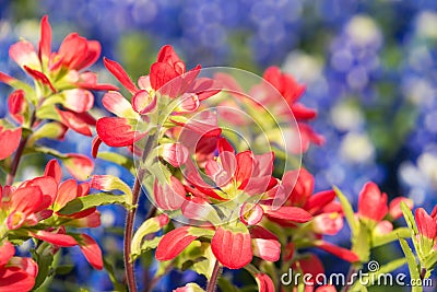 Close-up of Indian Paintbrush wildflowers Stock Photo