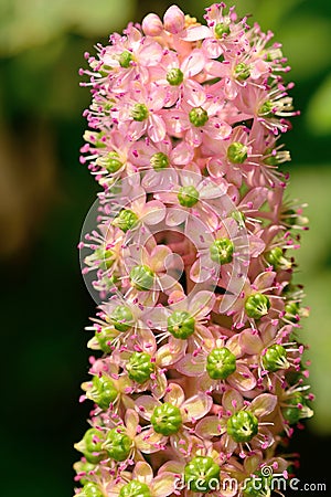 Indian pokeweed phytolacca acinosa Stock Photo