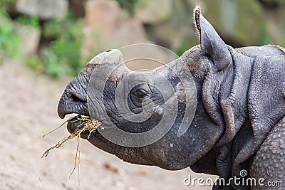 Close-up of an Indian rhino Stock Photo