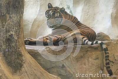 Close up Indochinese tiger is beautiful animal Editorial Stock Photo