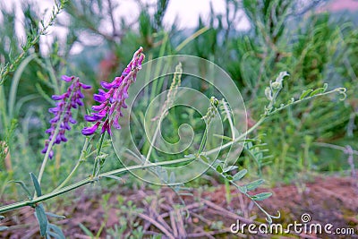 Astragalus laxmannii Stock Photo