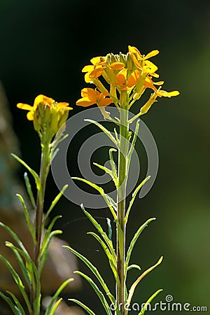 Erysimum bungei Stock Photo