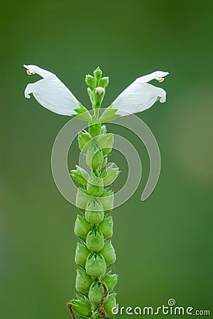 Physostegia virginiana Stock Photo