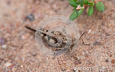 Close up of Insect brown cricket standing on the ground. Concept of wild life insects in nature Stock Photo