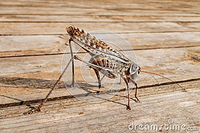 Close up of insect brown cricket standing on a wooden surface. wild life insects in nature concept. Stock Photo