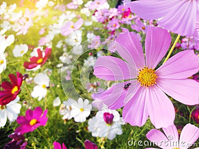 Insect on Cosmos flowers field colurful Stock Photo