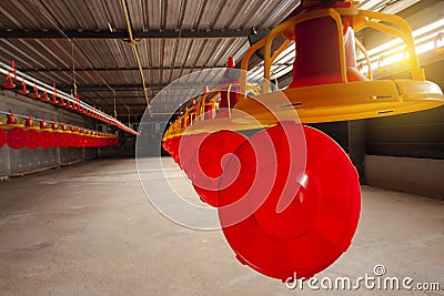 Close up inside and sunlight in the morning with modern poultry farm, chicken, feed Stock Photo