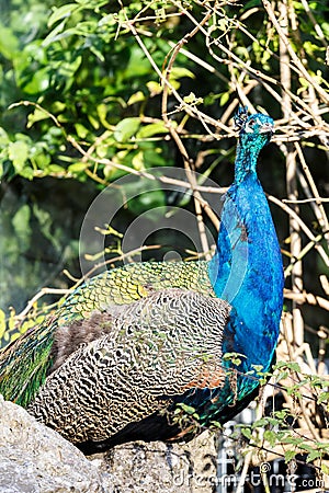 Close up of an iridescent blue peacock Stock Photo