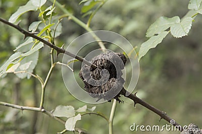 close-up: irregular tumor on stems of wild rose known as crow gall or rose cancer Stock Photo