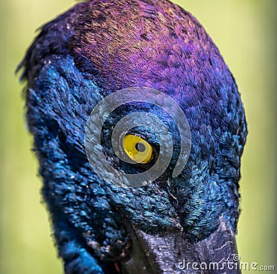 Close up of irridescent head and yellow eye of Australian Jabiru bird Stock Photo