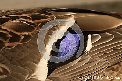 Close up of the irridescent purple blue feathers of a female Mallard duck Stock Photo