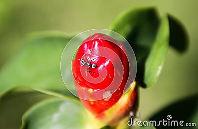 Close up of isolated ant crawling on red scarlet spiral ginger plant costus woodsonii, Chiang Mai, Thailand Stock Photo