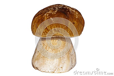 Close-up isolated brown porcini on various background Stock Photo