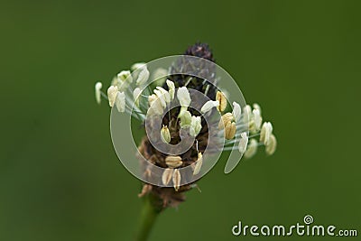 Close-up isolated flower of ribwort plantain on green background side view, narrow leaf plantain Stock Photo
