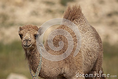 A close up isolated image of a cute dromedary camel fawn Camelus dromedarius Stock Photo