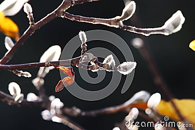 Close up of isolated yellow luminous leave with fluffy white catkins on bare branches of magnolia tree in autumn sun Stock Photo