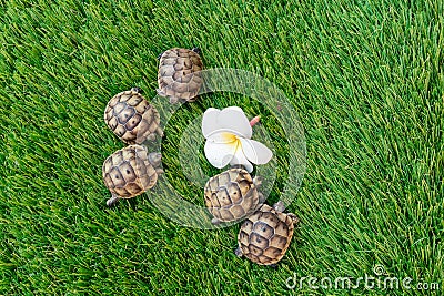 Top view of five young hermann turtle on a synthetic grass with frangipani flower Stock Photo