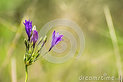 Close up of Ithuriel's spear (Triteleia laxa) blooming on the hills of south San Francisco bay area, Santa Clara county, Stock Photo