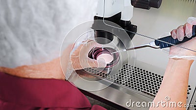 Close-up of the IVF procedure. An embryologist wearing protective gloves drips the medium from a plastic test tube into a Petri Stock Photo