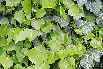 A close up of green Ivy leaves on a wall in North Yorkshire UK Stock Photo