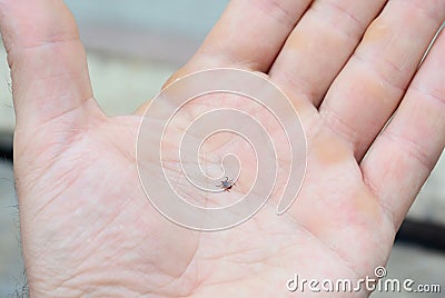 A close-up on ixodes scapularis, blacklegged tick or deer tick, transmitter of lyme and borrelia disease on a man`s palm Stock Photo