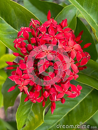 close-up of ixora coccinea flower with green background Stock Photo