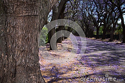 Close-up of jacaranda tree trunk and street with flowers Stock Photo