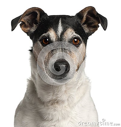 Close-up of Jack Russell Terrier, 12 years old Stock Photo