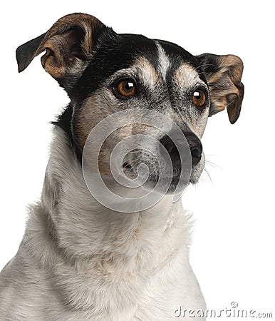 Close-up of Jack Russell Terrier, 12 years old Stock Photo